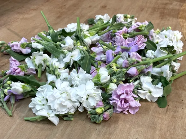 スプレーストック（ロスフラワー）