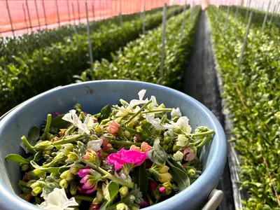 スプレーストック - 1